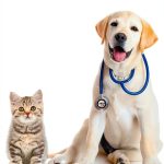 Black Rose Writing Small Animal Veterinary Medicine Kindle eBook-0