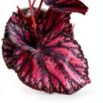 House Plant Care Guide: Easy Indoor Gardening Tips for Beginners by GT-0
