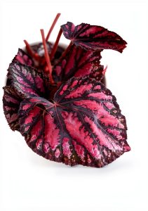 House Plant Care Guide: Easy Indoor Gardening Tips for Beginners by GT-0