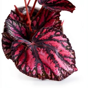 House Plant Care Guide: Easy Indoor Gardening Tips for Beginners by GT-0