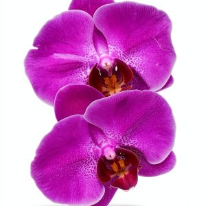 Botany of Flowers: A Comprehensive Guide for Young Botanists-0