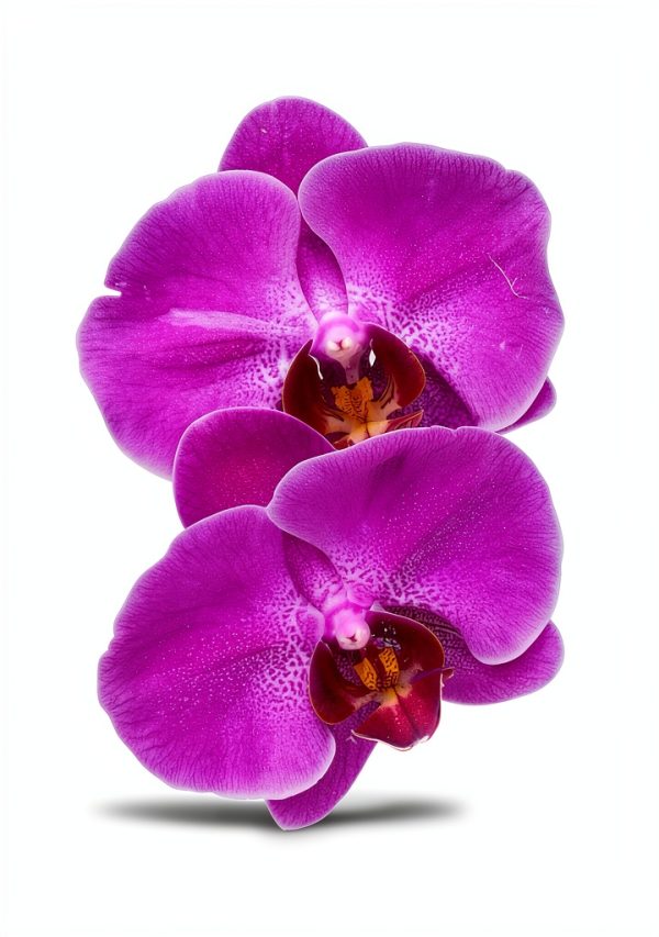 Botany of Flowers: A Comprehensive Guide for Young Botanists-0