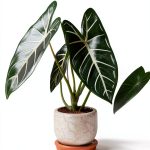 Home Botanica Series: Smart Guides for Houseplant Lovers Kindle-0