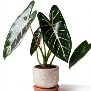 Home Botanica Series: Smart Guides for Houseplant Lovers Kindle-0