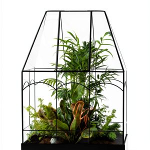 House Plant Care Guide by Cool Springs Press eBook for Beginners-0