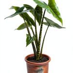 House Plant Gardening Guide by Pimpernel Press Kindle Edition-0