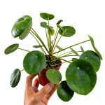 ABRAMS Image House Plant Care Guide Illustrated Edition Kindle eBook-0