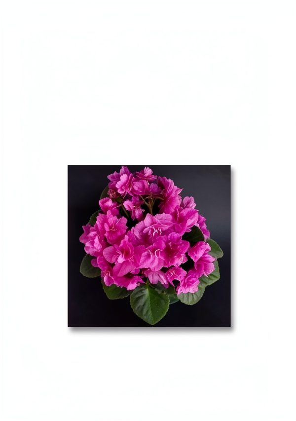 House Plant Gardening Guide by Agnieszka Kunicka Kindle 130 Pages-0
