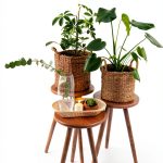 House Plant Gardening Guide Kindle Edition by GreenThumb Press-0